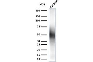 Western Blot Analysis of spleen tissue lysate using CD63 Mouse Monoclonal Antibody (LAMP3/2790) (CD63 antibody  (AA 100-197))