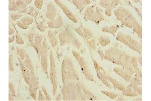 Immunohistochemistry of paraffin-embedded human heart tissue using ABIN7157736 at dilution of 1:100 (KLF9 antibody  (AA 1-150))
