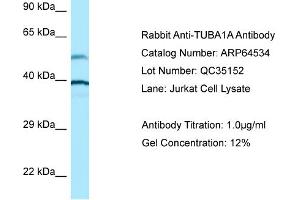 Western Blotting (WB) image for anti-Tubulin, alpha 1a (Tuba1a) (N-Term) antibody (ABIN971950) (TUBA1A antibody  (N-Term))