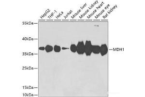 Western blot analysis of extracts of various cell lines using MDH1 Polyclonal Antibody at dilution of 1:3000. (MDH1 antibody)