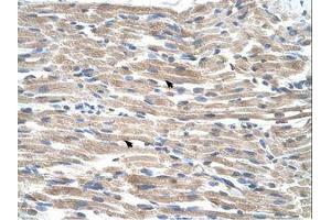 Image no. 1 for anti-BMP2 Inducible Kinase (BMP2K) (AA 551-600) antibody (ABIN320728) (BMP2K antibody  (AA 551-600))