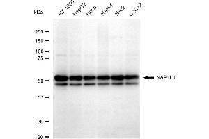 Western blotting analysis using NAP1L1 antibody (ABIN7799683).