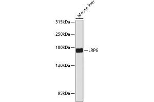 Western blot analysis of extracts of mouse liver, using LRP6 antibody (ABIN6130526, ABIN6143329, ABIN6143333 and ABIN6217275) at 1:1000 dilution. (LRP6 antibody  (AA 20-150))