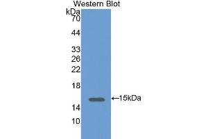 Western Blotting (WB) image for anti-Syndecan 4 (SDC4) (AA 23-149) antibody (ABIN1078555) (SDC4 antibody  (AA 23-149))