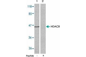 Western blot analysis of extracts from NIH/3T3 cells using HDAC8 polyclonal antibody  . (HDAC8 antibody)