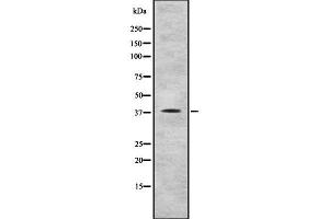 Western blot analysis of RAE1 using COLO205 whole cell lysates (RAE1 antibody  (C-Term))