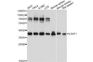Western blot analysis of extracts of various cell lines, using U2AF1 antibody.