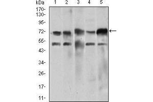 Western blot analysis using WHSC2 mouse mAb against Jurkat (1), HeLa (2), HEK293 (3), A549 (4), and SPC-A-1 (5) cell lysate.