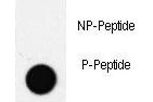Dot blot analysis of phospho-PDX1 antibody. (PDX1 antibody  (pThr11))