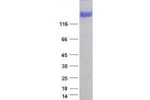 Neurofascin (NFASC) (Transcript Variant 1) protein (Myc-DYKDDDDK Tag)