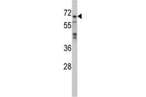 Western blot analysis of MAPK4 antibody and 293 lysate