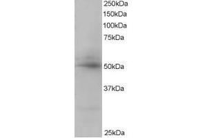 Image no. 1 for anti-CAMP Responsive Element Binding Protein 3-Like 4 (CREB3L4) (C-Term) antibody (ABIN374193) (CREB3L4 antibody  (C-Term))