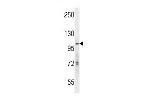 hGCN5 Antibody (C-term) (ABIN656132 and ABIN2845472) western blot analysis in mouse Neuro-2a cell line lysates (35 μg/lane). (KAT2A antibody  (C-Term))