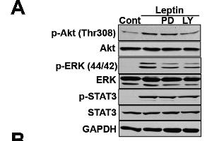 Involvement of PI3K in the leptin-induced expression of GRP78. (ERK1 antibody)
