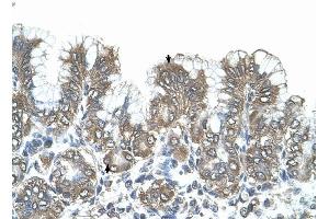 SNF1LK antibody was used for immunohistochemistry at a concentration of 4-8 ug/ml to stain Surface mucous cells and Epithelial cells of fundic gland (arrows) in Human Stomach. (SIK1 antibody  (N-Term))