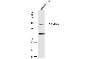 Rat lymph node lysates probed with C9orf140 Polyclonal Antibody, Unconjugated  at 1:300 dilution and 4˚C overnight incubation. (SAPCD2 antibody  (AA 301-394))