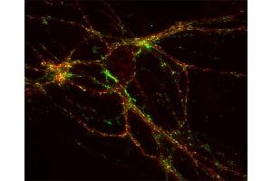 Indirect immunostaining of hippocampus neurons with anti-GABA-A receptor α1 (dilution 1 : 500; red) and mouse anti-synaptotagmin 1 (cat. (GABRA1 antibody  (AA 28-43))