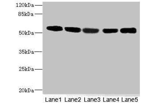 FRK antibody  (AA 1-220)