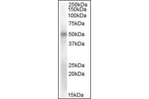 Staining of Human Umbilical Cord lysate (35µg protein in RIPA buffer) using OCT6 antibody at 2 µg/ml. (POU3F1 antibody  (Internal Region))