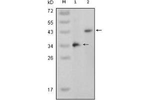 Western blot analysis using MAPK11 mouse mAb against truncated MAPK11 recombinant protein (1) and full-length MAPK11 (aa1-363)-pcDNA3. (MAPK11 antibody  (AA 251-363))