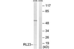 Western blot analysis of extracts from COS7 cells, using RPL23 Antibody. (RPL23 antibody  (AA 51-100))