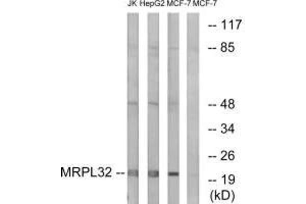 MRPL32 antibody
