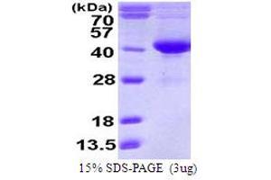SDS-PAGE (SDS) image for Serine Dehydratase-Like (SDSL) (AA 1-329) protein (His tag) (ABIN7529184)
