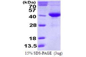 SDS-PAGE (SDS) image for Serine Dehydratase-Like (SDSL) (AA 1-329) protein (His tag) (ABIN7529184) (SDSL Protein (AA 1-329) (His tag))