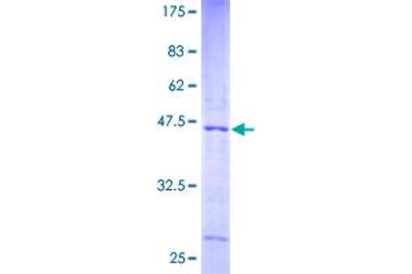 NDUFA12 Protein (AA 1-145) (GST tag)