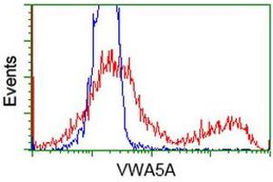 HEK293T cells transfected with either RC212185 overexpress plasmid (Red) or empty vector control plasmid (Blue) were immunostained by anti-VWA5A antibody (ABIN2453786), and then analyzed by flow cytometry. (VWA5A antibody)