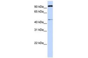 Image no. 1 for anti-Tripartite Motif Containing 15 (TRIM15) (AA 288-337) antibody (ABIN6741427) (TRIM15 antibody  (AA 288-337))