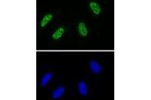 RNA Pol II CTD phospho Tyr1 antibody (rAb) tested by Immunofluorescence. (Recombinant Rpb1 CTD antibody  (pTyr1))