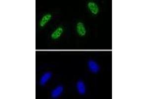 RNA Pol II CTD phospho Tyr1 antibody (rAb) tested by Immunofluorescence.