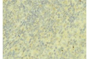 ABIN6276737 at 1/100 staining Mouse liver tissue by IHC-P. (Coagulation Factor IX antibody  (C-Term))