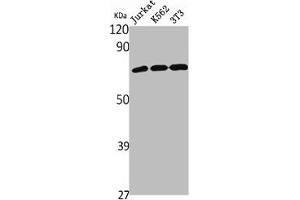 Western Blot analysis of Jurkat K562 NIH-3T3 cells using NHE-9 Polyclonal Antibody (SLC9A9 antibody  (Internal Region))