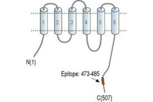 Representative domain view of the target of ABIN7885476.
