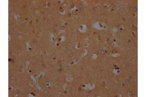 OR1A2 antibody  (AA 247-262)