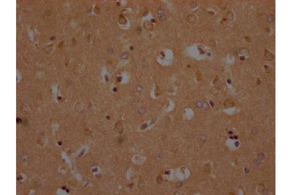 OR1A2 antibody  (AA 247-262)