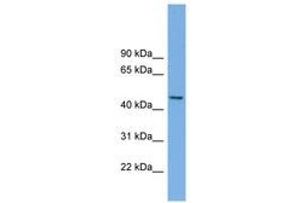 MIPOL1 antibody  (AA 251-300)