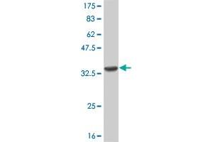 Western Blot detection against Immunogen (32.