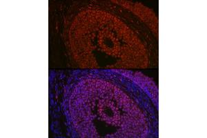 Immunofluorescence analysis of rat ovary using FOXL2 Rabbit pAb (ABIN7267239) at dilution of 1:100 (40x lens). (FOXL2 antibody  (C-Term))