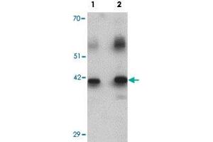 Western blot analysis of rat lung tissue lysate with WDR18 polyclonal antibody  at (1) 0. (WDR18 antibody  (C-Term))