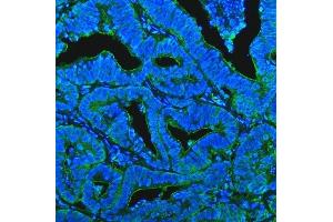 IF analysis of CD13/Anpep using anti-CD13/Anpep antibody (ABIN7602222). (CD13 antibody  (AA 642-965))