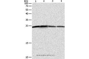 Western blot analysis of Hela, A431, 293T and Jurkat cell, using BAK1 Polyclonal Antibody at dilution of 1:550 (BAK1 antibody)