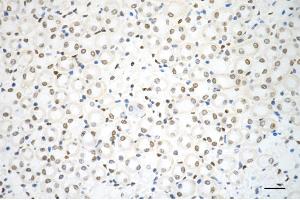 Immunohistochemistry was performed on paraffin-embedded mouse kidney using RBBP4 antibody (ABIN7800185), 1:200). (Recombinant Retinoblastoma Binding Protein 4 antibody)