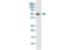 CDS2 monoclonal antibody (M01), clone 2B9. (CDS2 antibody  (AA 1-67))