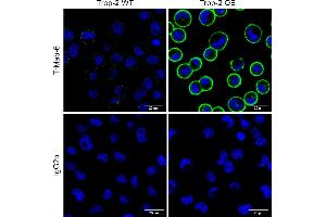 Immunocytochemistry staining of TROP2 on the surface of unfixed wild-type and TROP2-overexpressing MDA-MB-231 cells using mouse monoclonal antibody TrMab-6 (1 μg/mL), detected with GAM IgG-Alexa Fluor488 (diluted 1:1000, green), isotype control IgG2b was used as the negative control.