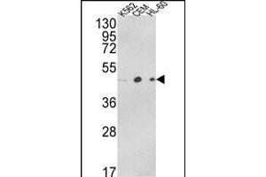 Western blot analysis of ACTR3B Antibody (C-term) (ABIN652480 and ABIN2842327) in K562, CEM, HL-60 cell line lysates (35 μg/lane). (ACTR3B antibody  (C-Term))