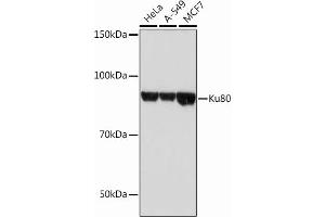 Western blot analysis of extracts of various cell lines, using Ku80 Rabbit mAb (ABIN7271406) at 1:1000 dilution. (XRCC5 antibody)