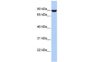 Western Blotting (WB) image for anti-Leucine Rich Repeat and Fibronectin Type III Domain Containing 5 (LRFN5) antibody (ABIN2459610) (LRFN5 antibody)